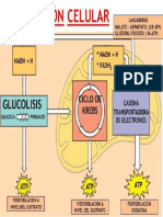 Respiracion Celular