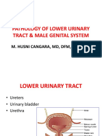 Male Genital System