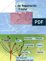 cicatrizaciON