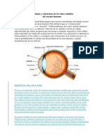 Anatomía y Estructura de Los Cinco Sentidos