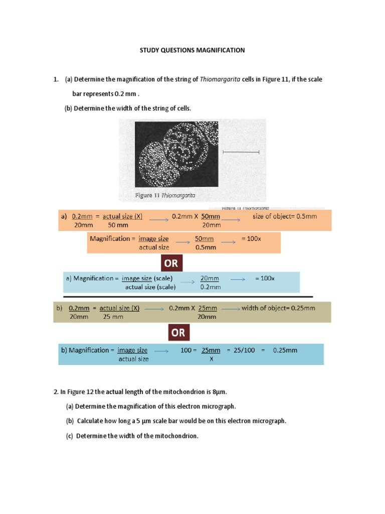 Paper 2 Magnification Study Questions Pdf Micrograph Optics