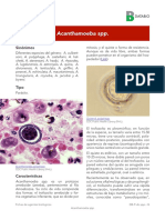 Acanthamoeba SPP 2017