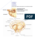 Anatomía de los ventrículos laterales y estructuras asociadas