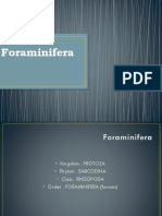 Foraminifera