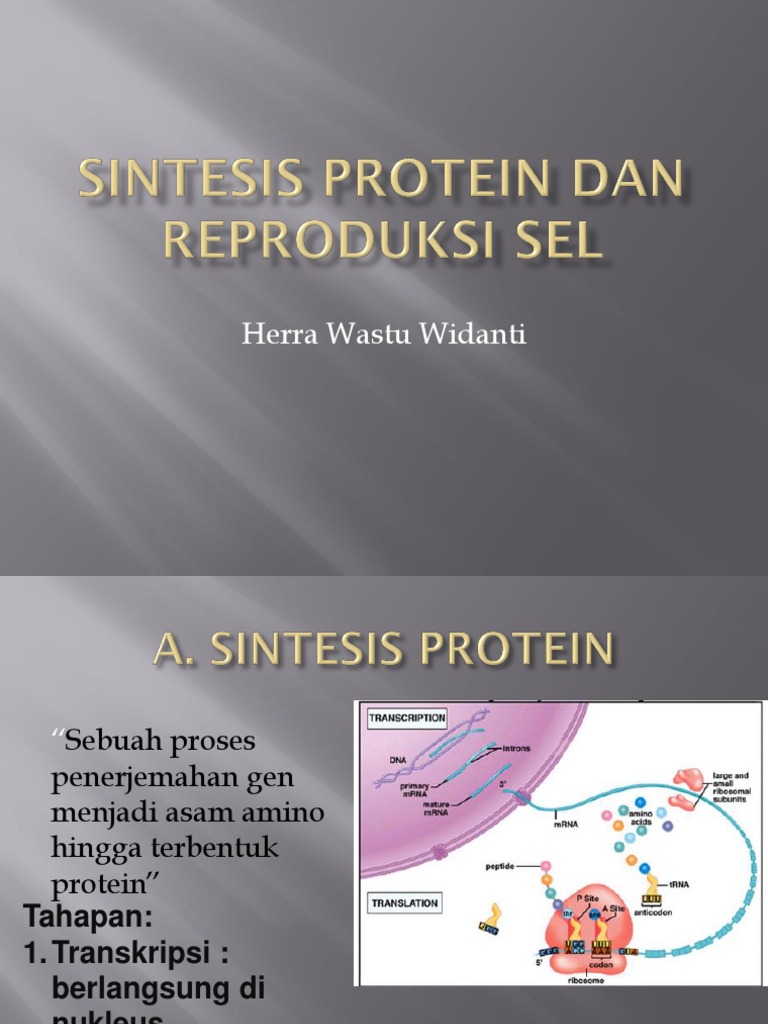 Sintesis Protein dan Pembelahan Sel | PDF | Sains & Matematika