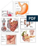 aparato digestivo