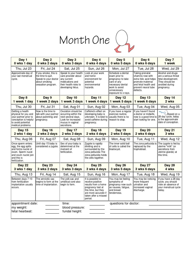 Printable Pregnancy Calendar Pregnancy Fertilisation