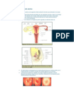 La Anatomía Del Cuello Uterino