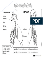 Aparato-respiratorio-para-niños.pdf