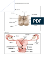 Female Reproductive System