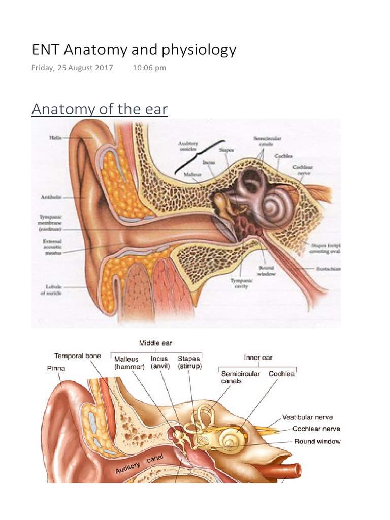 ENT Anatomy and Physiology | Download Free PDF | Ear | Auditory System
