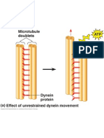 Dynein Walking 2