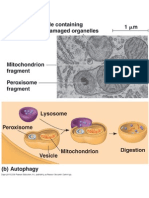 Lysosomes Autophagy