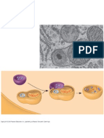 Lysosomes Autophagy Student