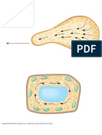 Microfila Motility Cytoplasmic Streaming Student