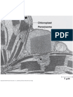 Peroxisome