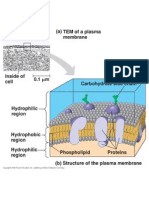 Plasma Membrane