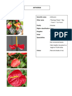 Anthurium:: "Flamingo Flower", "Boy Flower"/ "Tail Flower"