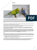 Green Cheek Conure Dilute Mutations | PDF | Aviculture