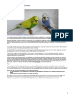 How To Breed The Clearwing Budgerigar PDF