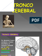 Tronco Cerebral - Anatomía