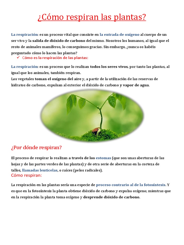 Cómo Respiran Las Plantas
