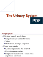 Urinary System - 2 PDF