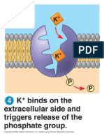 Sodium Potassium Pum 4