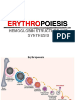 Erythro: Hemoglobin Structure and Synthesis