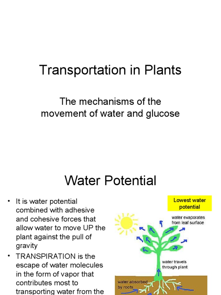 Transportation in Plants The Mechanisms of The Movement of Water and