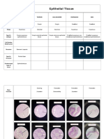 Epithelial Tissue: MHSB - Lab