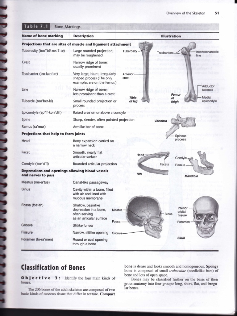 Bone PDF Bone Anatomy