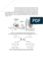 Embriologi