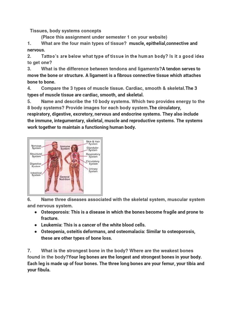Human Body Tissues & Systems Guide | PDF