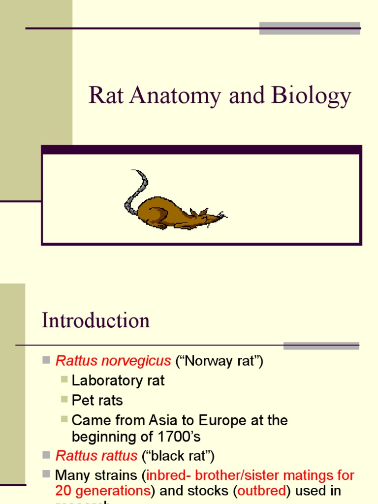 Rat PDF Laboratory Rat Anatomical Terms Of Location