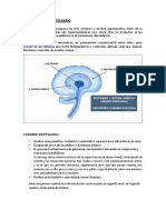 evolucion_del_cerebro.pdf