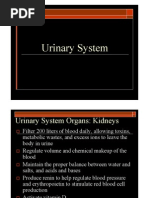 Urinary System Urinary System