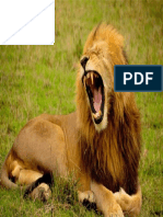Lion-692219 960 720 PDF