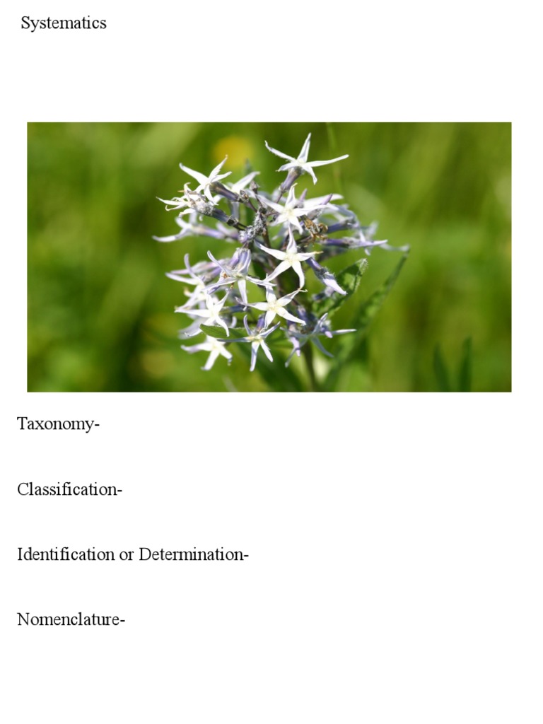 Overview of Plant Systematics | PDF | Taxonomy (Biology) | Species