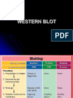 Western Blot PDF