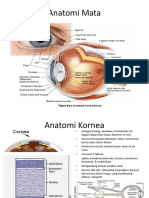 Anatomi Kornea