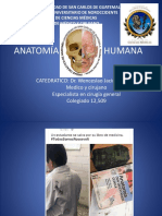 Introduccion A La Anatomia Humana para Est