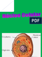 El Nucleo