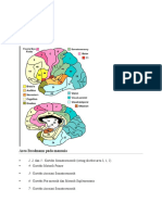 60821331-Area-Brodmann-Pada-Manusia.doc