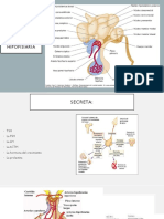 Lóbulo Anterior Glándula Hipofisiaria