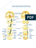 Vías Somatosensitivas