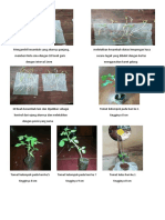 Dokumentasi Pertumbuhan Tanaman