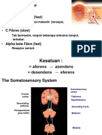 3 CNS PDF