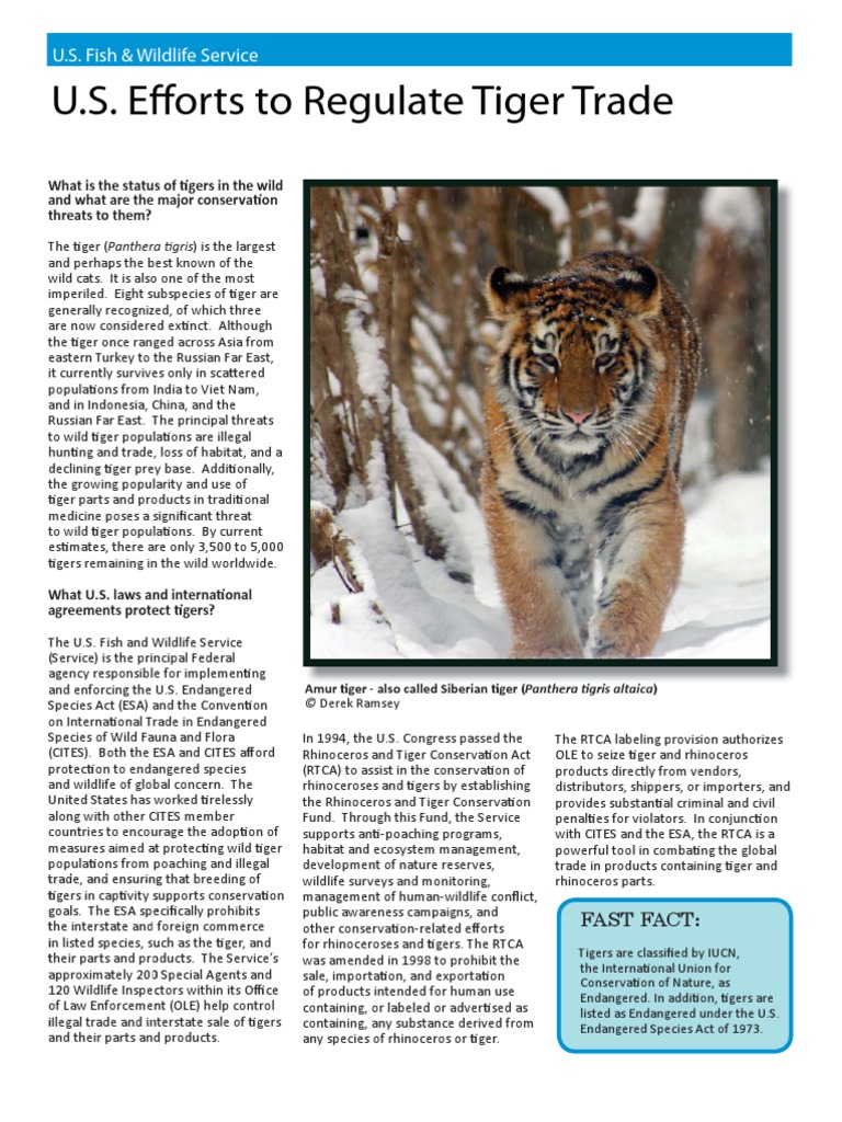 USFWS Fact Sheet - Tiger Trade | PDF | Tiger | Endangered Species Act