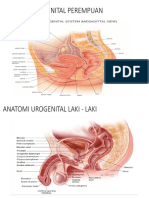 Anatomi Urogenital Perempuan
